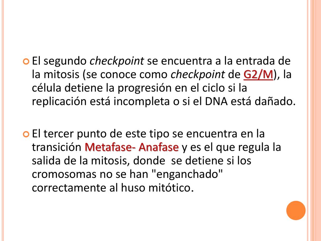 El segundo checkpoint se encuentra a la entrada de la mitosis (se conoce como checkpoint de G2/M), la célula detiene la progresión en el ciclo si la replicación está incompleta o si el DNA está dañado.