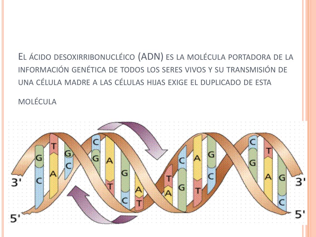 El ácido desoxirribonucléico (ADN) es la molécula portadora de la información genética de todos los seres vivos y su transmisión de una célula madre a las células hijas exige el duplicado de esta molécula