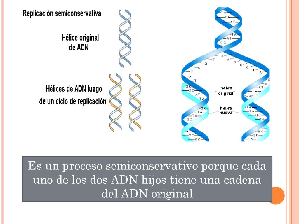 Es un proceso semiconservativo porque cada uno de los dos ADN hijos tiene una cadena del ADN original