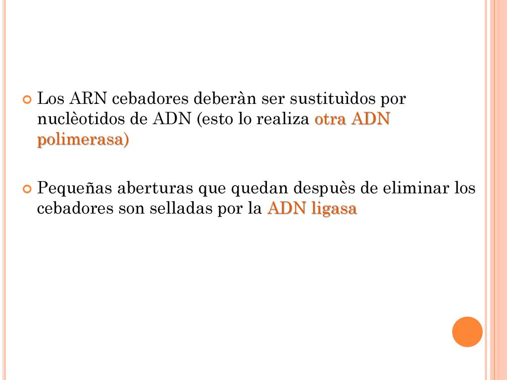 Los ARN cebadores deberàn ser sustituìdos por nuclèotidos de ADN (esto lo realiza otra ADN polimerasa)