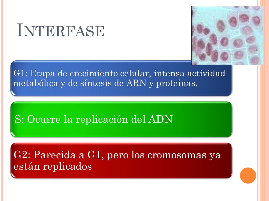 Interfase G2: Parecida a G1, pero los cromosomas ya están replicados