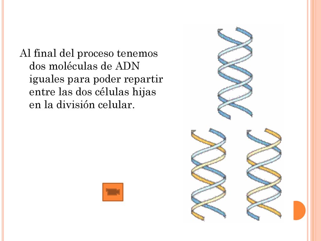 Al final del proceso tenemos dos moléculas de ADN iguales para poder repartir entre las dos células hijas en la división celular.