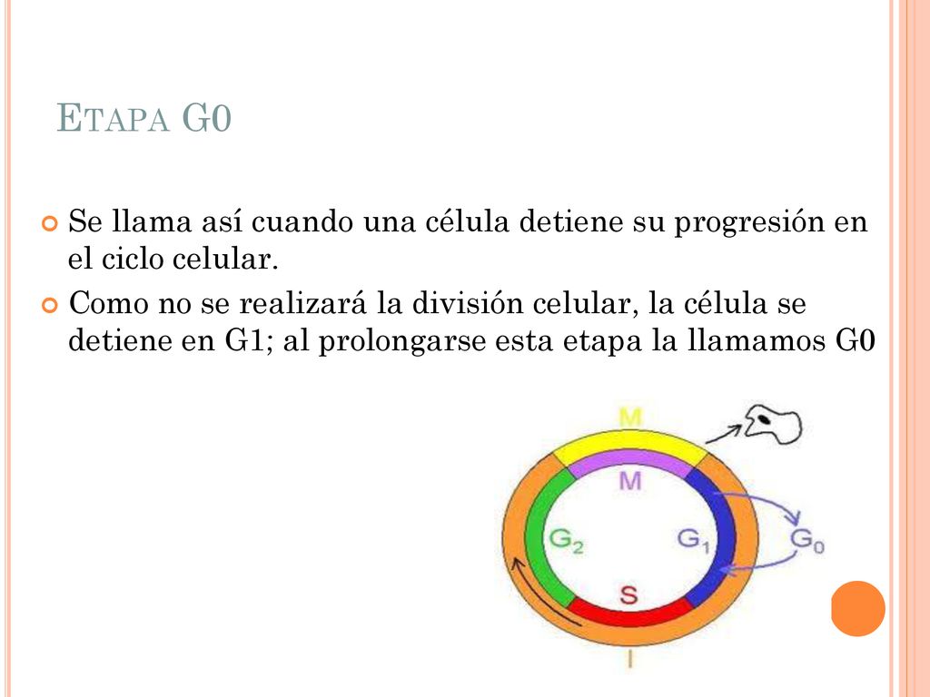 Etapa G0 Se llama así cuando una célula detiene su progresión en el ciclo celular.