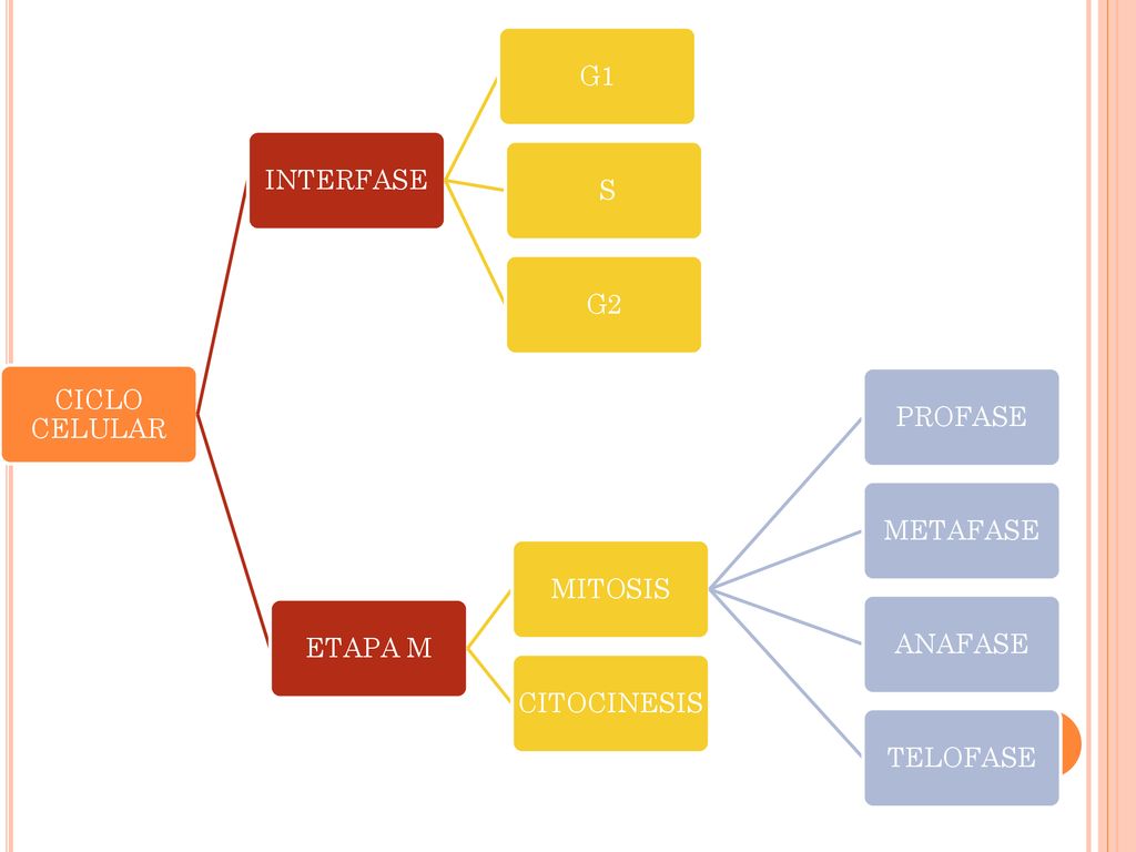 CICLO CELULAR INTERFASE G1 S G2 ETAPA M MITOSIS PROFASE METAFASE ANAFASE TELOFASE CITOCINESIS