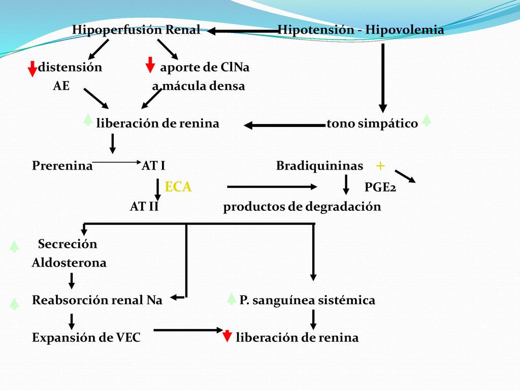 Hipoperfusión Renal Hipotensión - Hipovolemia distensión aporte de ClNa AE a mácula densa liberación de renina tono simpático Prerenina AT I Bradiquininas + ECA PGE2 AT II productos de degradación Secreción Aldosterona Reabsorción renal Na P.
