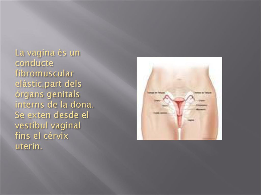 La vagina és un conducte fibromuscular elàstic,part dels órgans genitals interns de la dona.