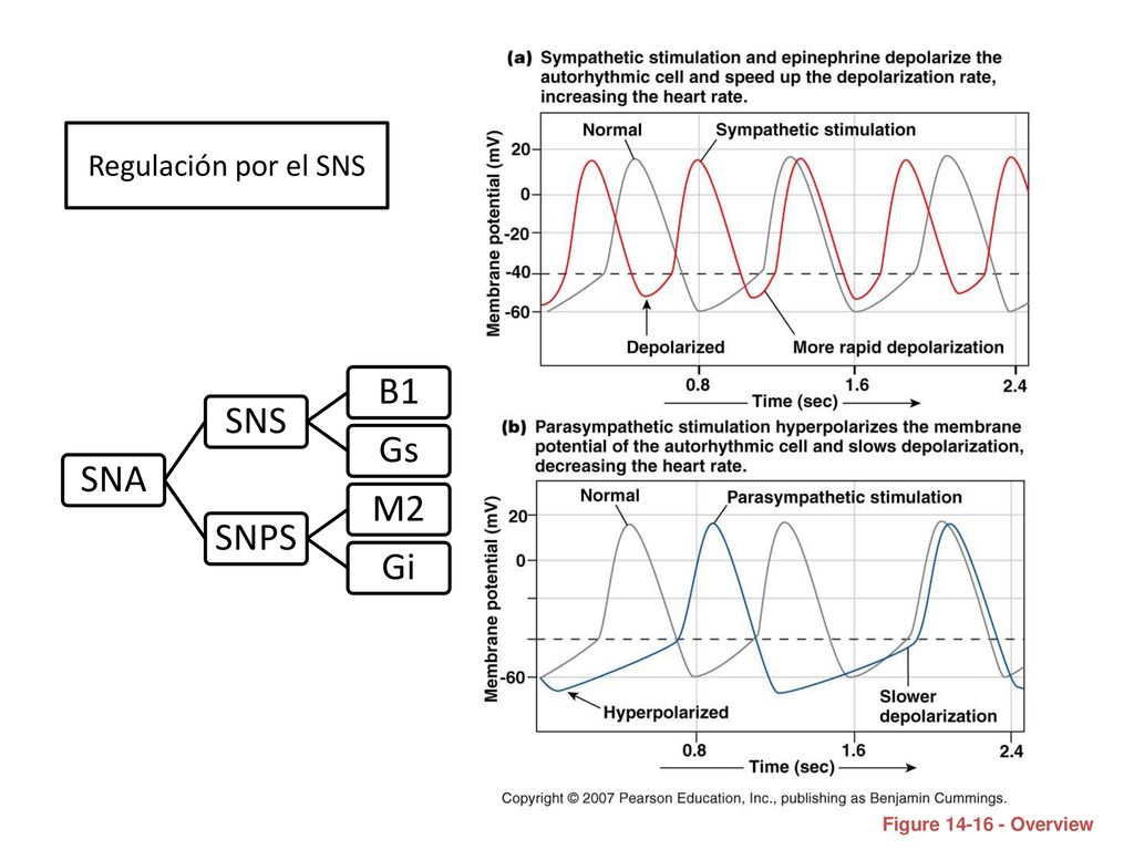 Regulación por el SNS SNA SNS B1 Gs SNPS M2 Gi Figure Overview