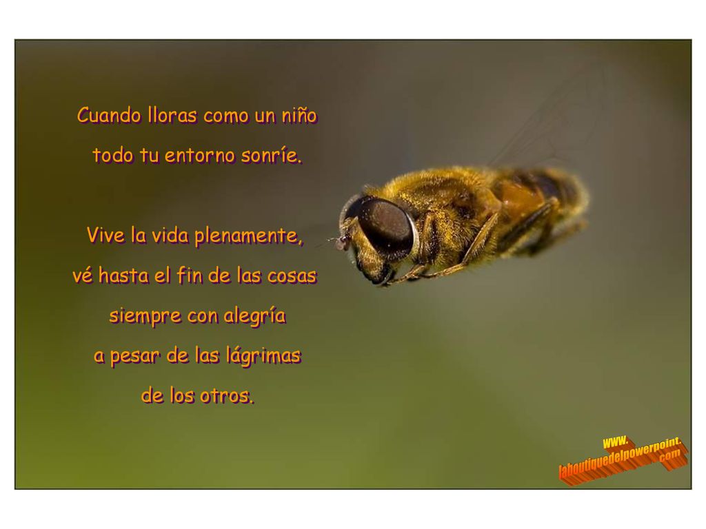 Cuando lloras como un niño todo tu entorno sonríe.