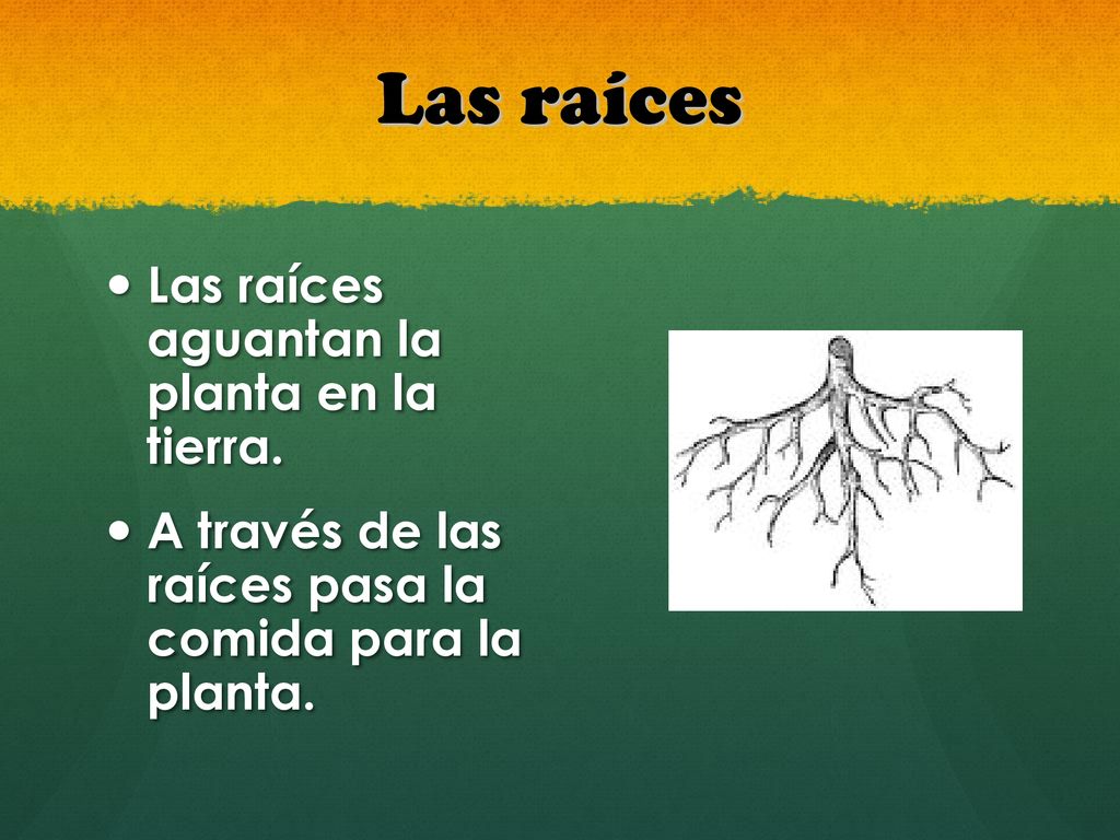 Las raíces Las raíces aguantan la planta en la tierra.