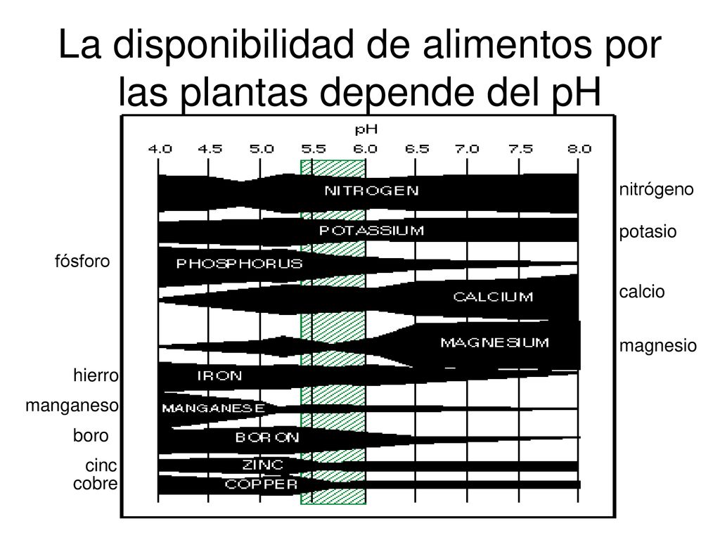 La disponibilidad de alimentos por las plantas depende del pH