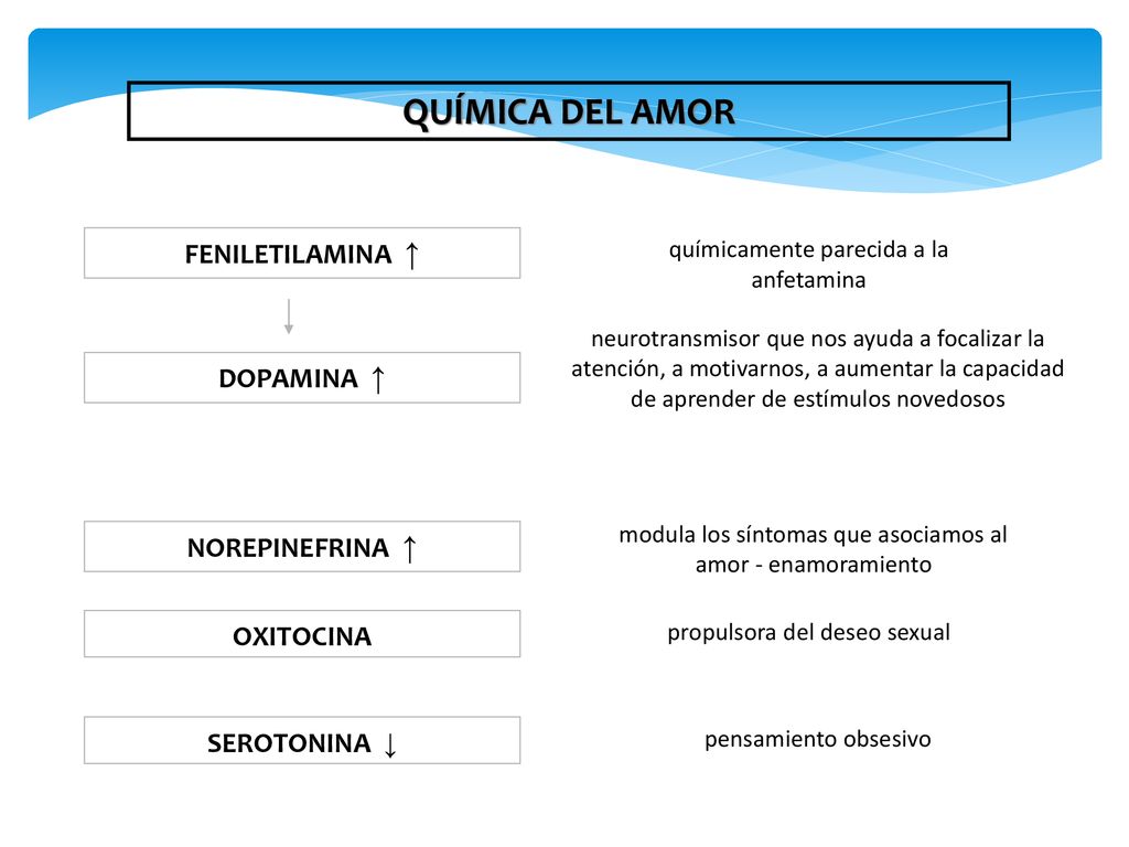 QUÍMICA DEL AMOR FENILETILAMINA ↑ DOPAMINA ↑ NOREPINEFRINA ↑ OXITOCINA