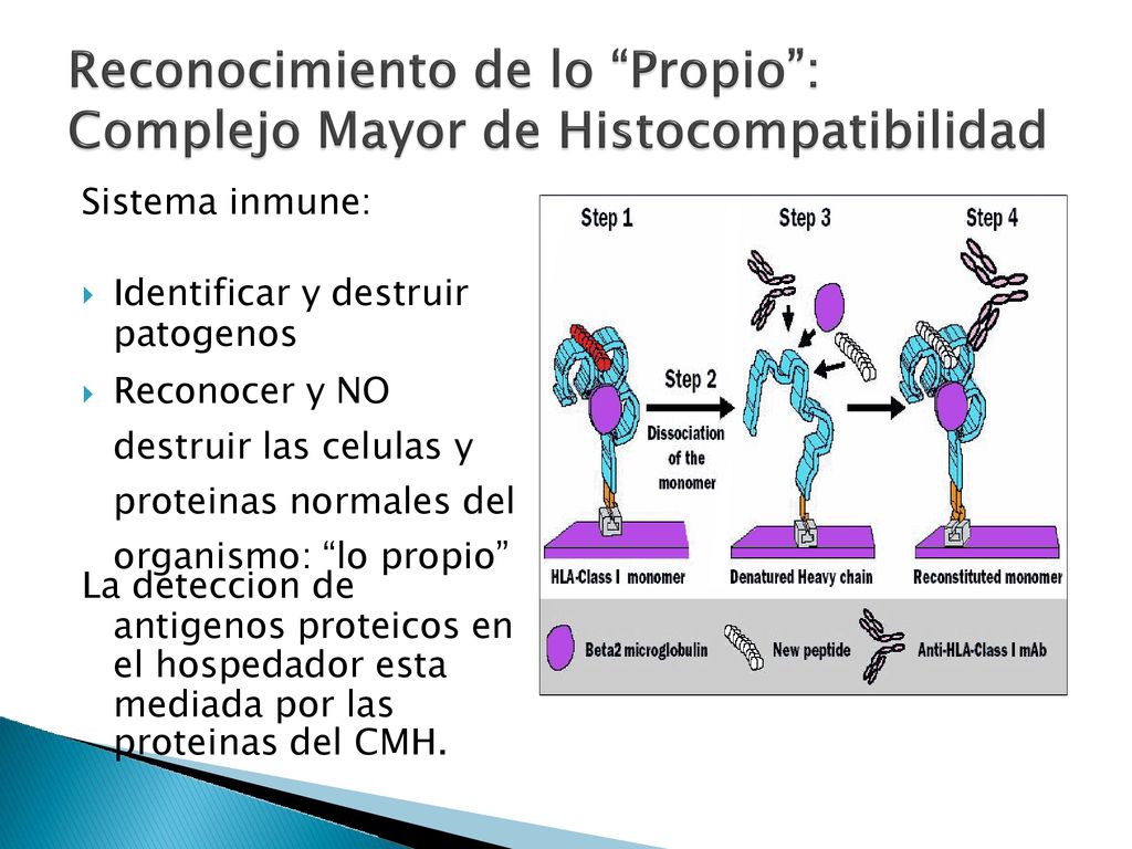 antigenos proteicos en el hospedador esta mediada por las