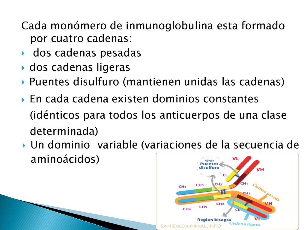 Cada monómero de inmunoglobulina esta formado por cuatro cadenas: