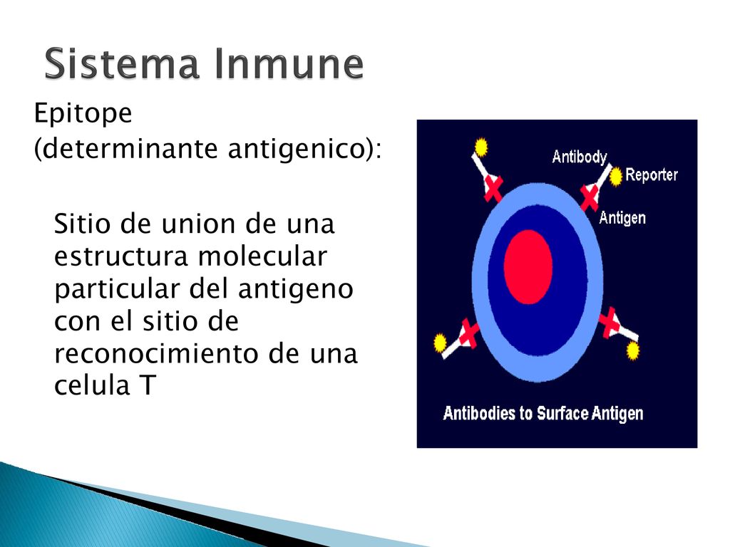 Epitope (determinante antigenico): Sitio de union de una. estructura molecular. particular del antigeno.