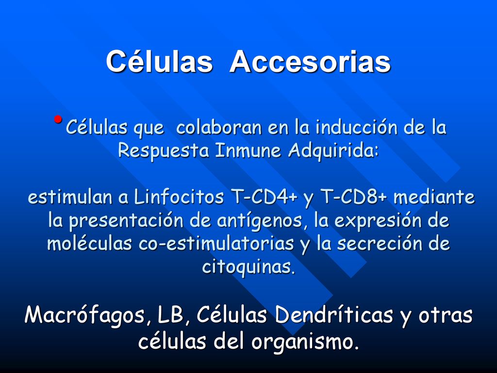 Macrófagos, LB, Células Dendríticas y otras células del organismo.