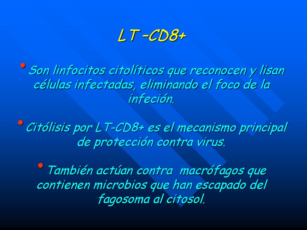 LT –CD8+ Son linfocitos citolíticos que reconocen y lisan células infectadas, eliminando el foco de la infeción.