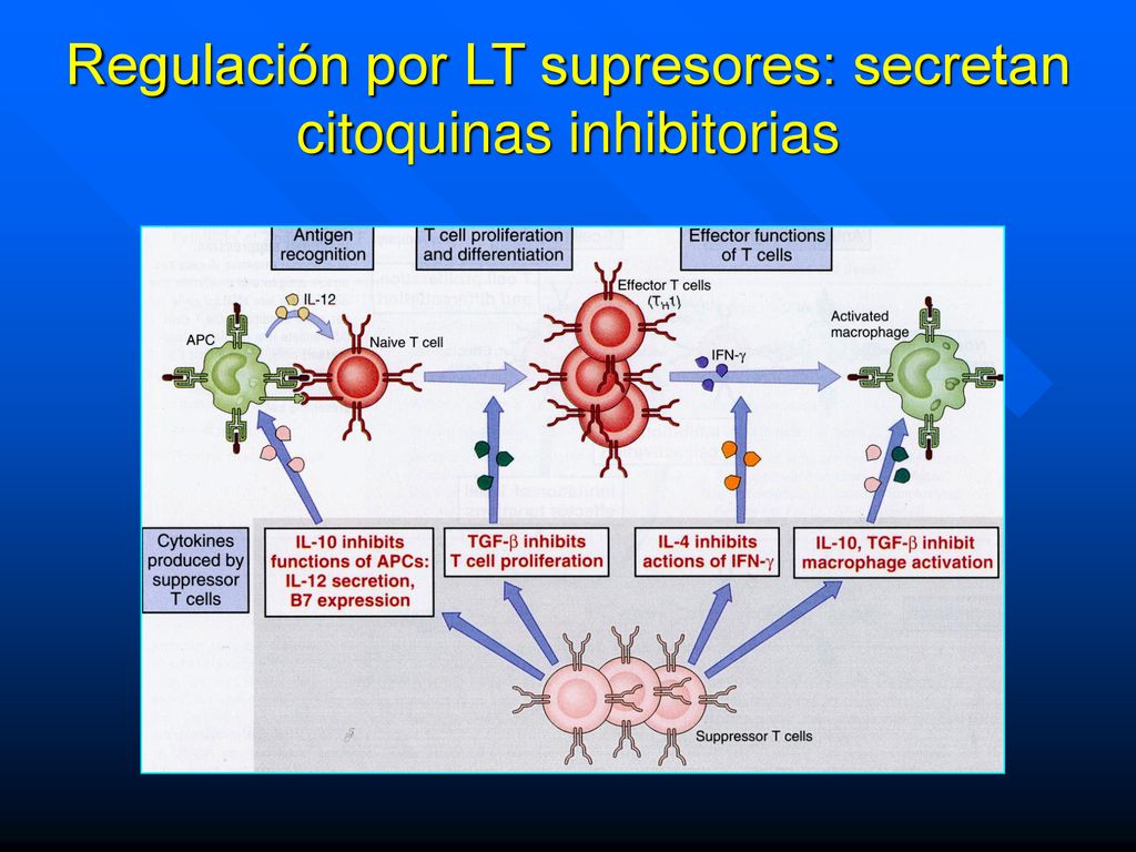 Regulación por LT supresores: secretan citoquinas inhibitorias