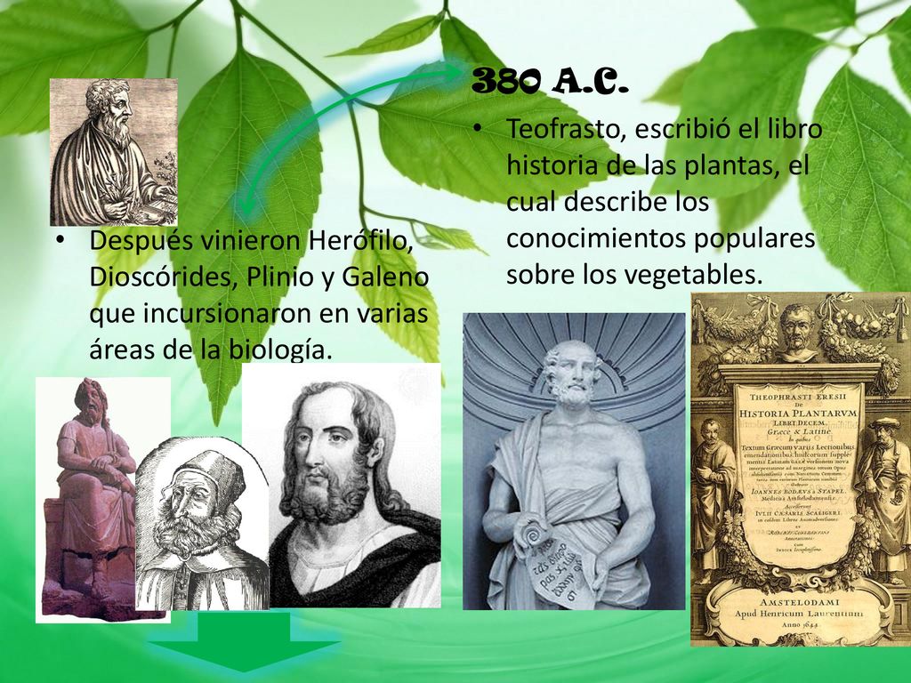 380 A.C. Teofrasto, escribió el libro historia de las plantas, el cual describe los conocimientos populares sobre los vegetables.