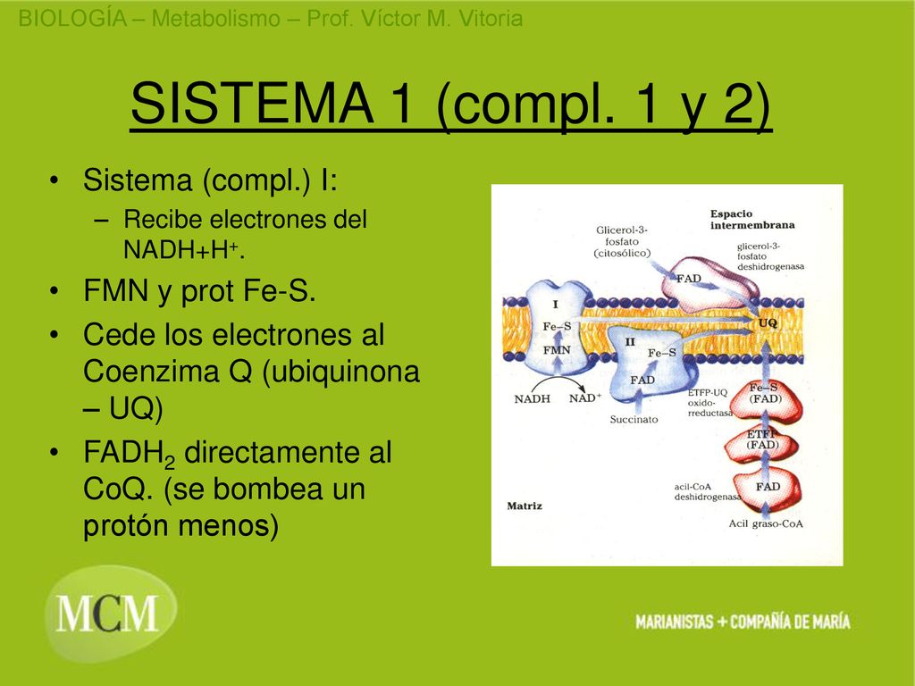 SISTEMA 1 (compl. 1 y 2) Sistema (compl.) I: FMN y prot Fe-S.