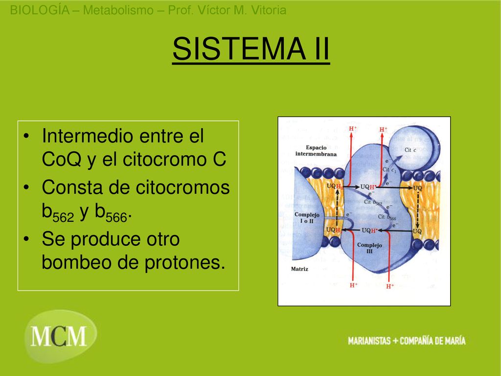 SISTEMA II Intermedio entre el CoQ y el citocromo C