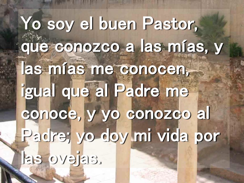 Yo soy el buen Pastor, que conozco a las mías, y las mías me conocen, igual que al Padre me conoce, y yo conozco al Padre; yo doy mi vida por las ovejas.