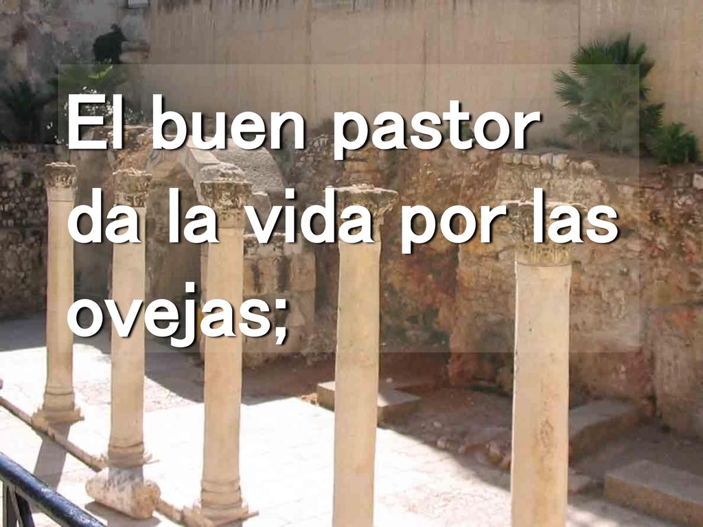 El buen pastor da la vida por las ovejas;