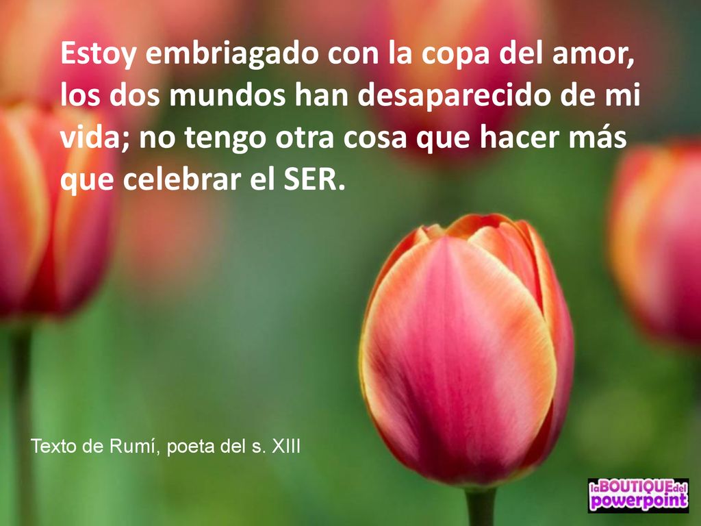 Estoy embriagado con la copa del amor, los dos mundos han desaparecido de mi vida; no tengo otra cosa que hacer más que celebrar el SER.