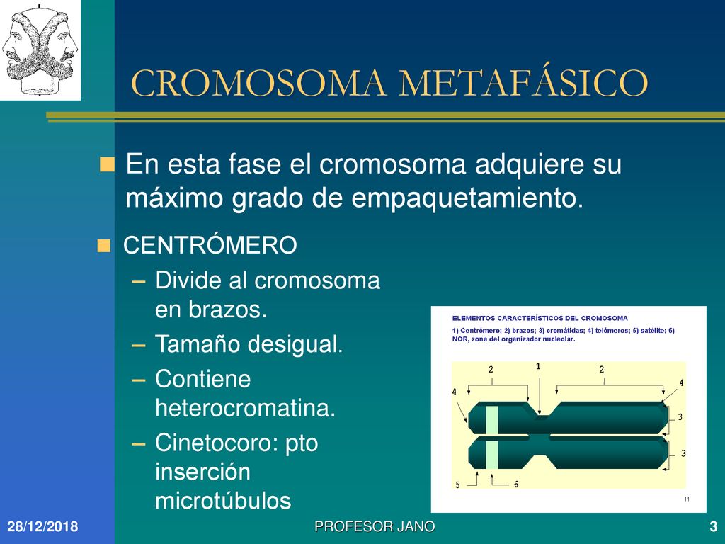 CROMOSOMA METAFÁSICO En esta fase el cromosoma adquiere su máximo grado de empaquetamiento. CENTRÓMERO.