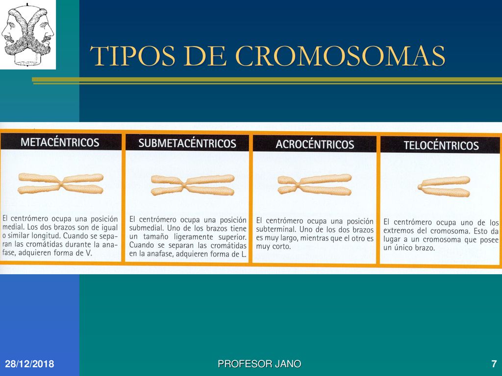 TIPOS DE CROMOSOMAS 28/12/2018 PROFESOR JANO