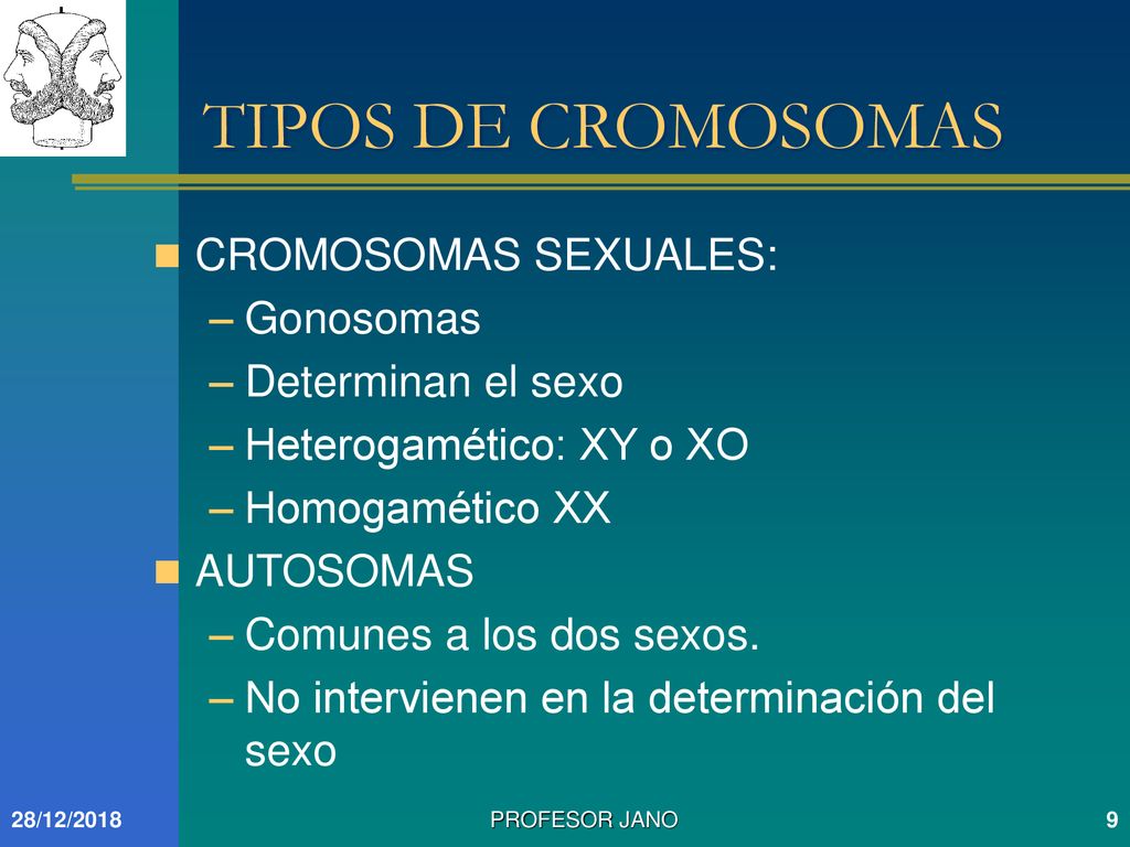 TIPOS DE CROMOSOMAS CROMOSOMAS SEXUALES: Gonosomas Determinan el sexo