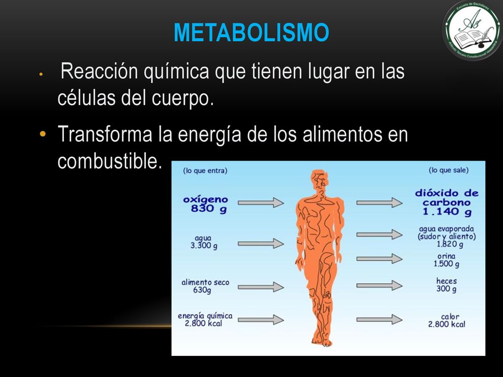 Metabolismo Transforma la energía de los alimentos en combustible.