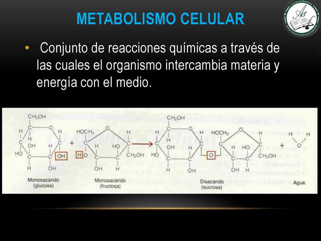 METABOLISMO CELULAR Conjunto de reacciones químicas a través de las cuales el organismo intercambia materia y energía con el medio.