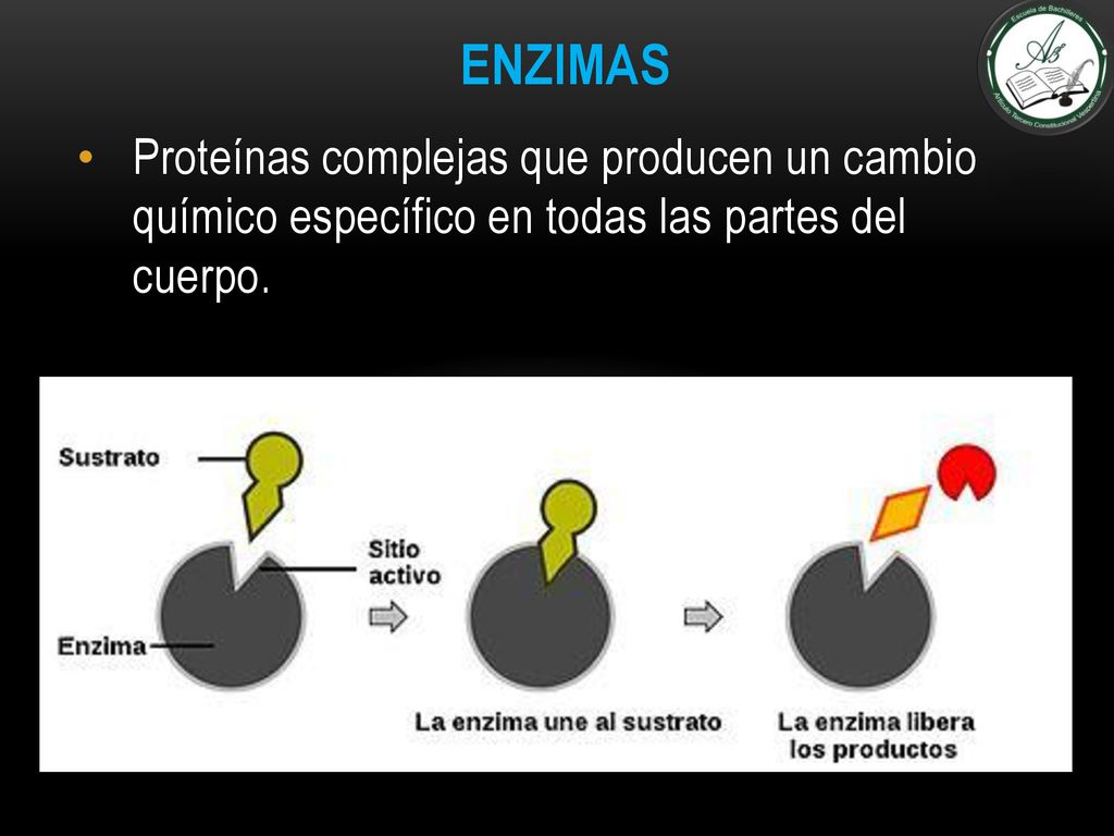 ENZIMAS Proteínas complejas que producen un cambio químico específico en todas las partes del cuerpo.