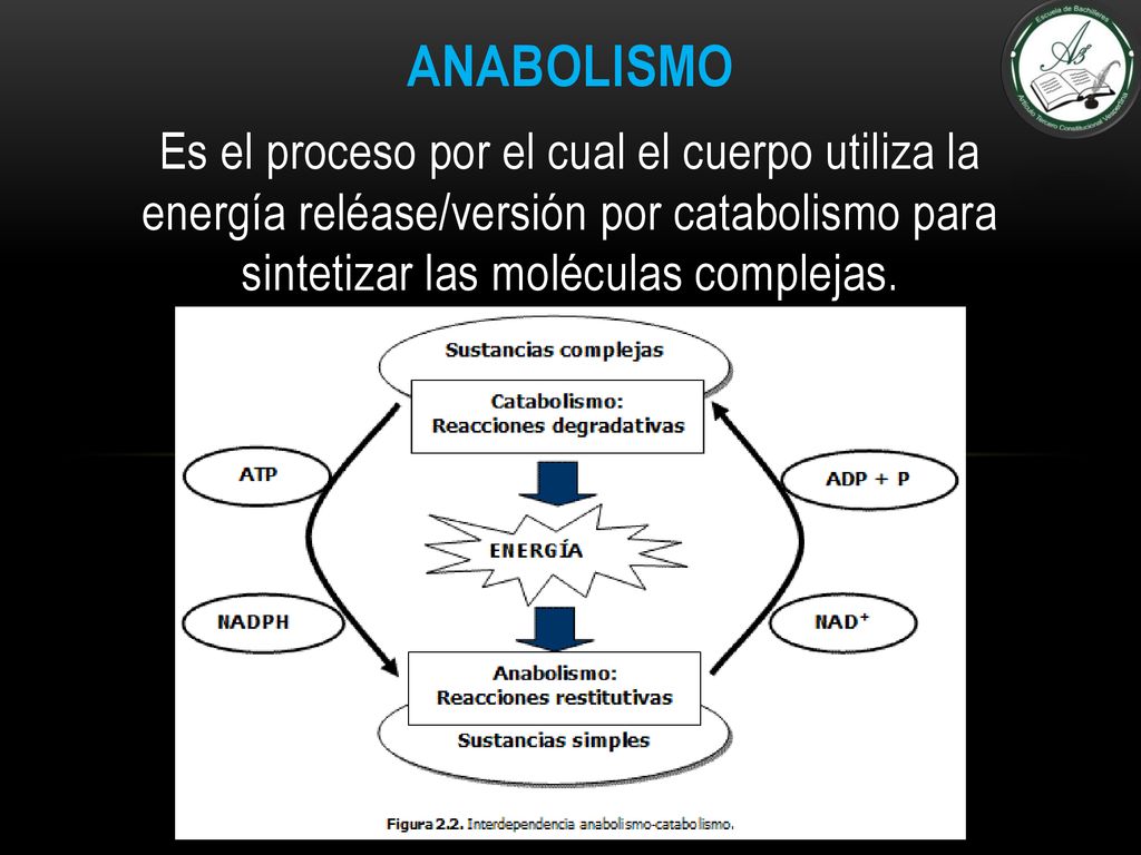 ANABOLISMO Es el proceso por el cual el cuerpo utiliza la energía reléase/versión por catabolismo para sintetizar las moléculas complejas.