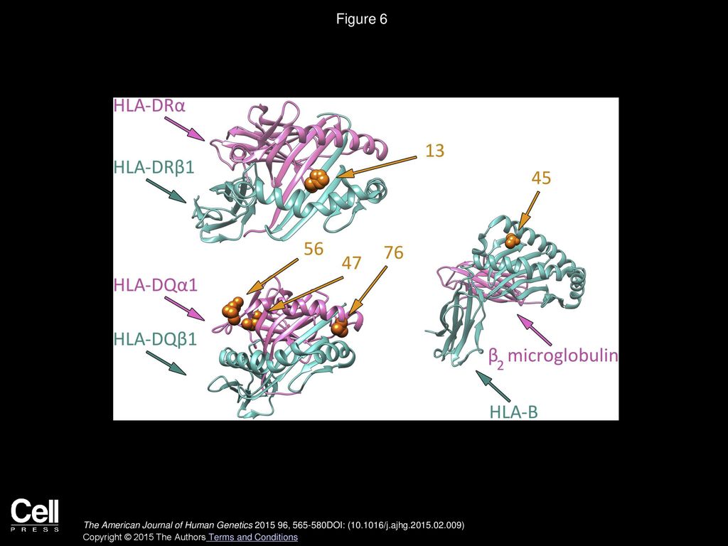 Figure 6 Ribbon Representation of the HLA Molecules HLA-DR, HLA-DQ, and HLA-B/β2 Microglobulin.