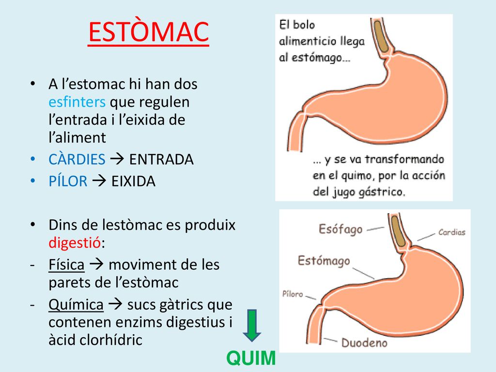 ESTÒMAC A l’estomac hi han dos esfinters que regulen l’entrada i l’eixida de l’aliment. CÀRDIES  ENTRADA.