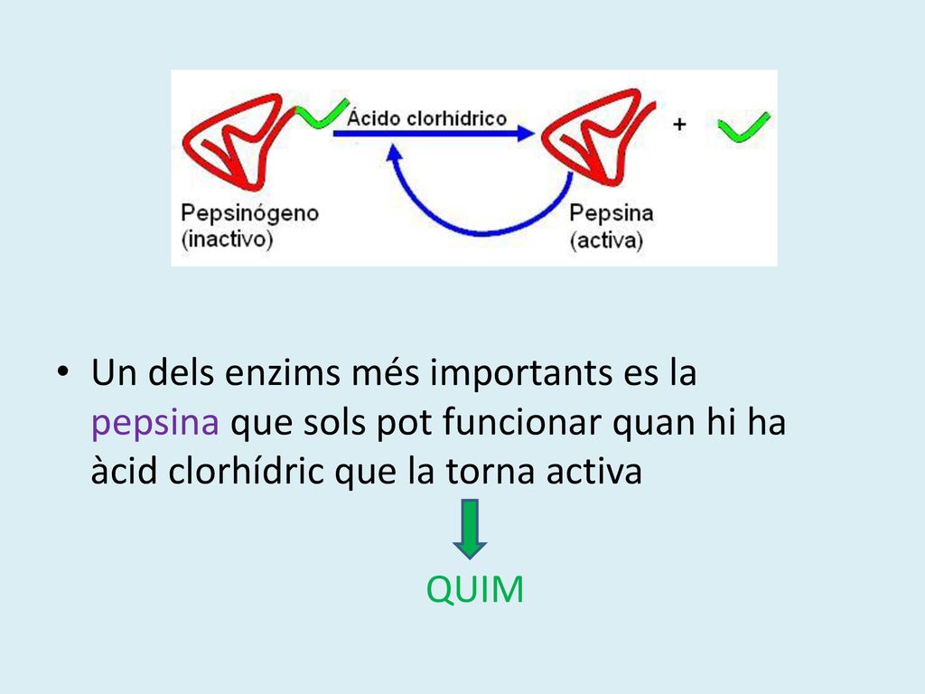 Un dels enzims més importants es la pepsina que sols pot funcionar quan hi ha àcid clorhídric que la torna activa