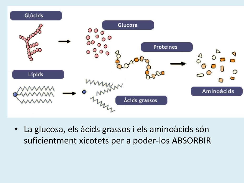 La glucosa, els àcids grassos i els aminoàcids són suficientment xicotets per a poder-los ABSORBIR