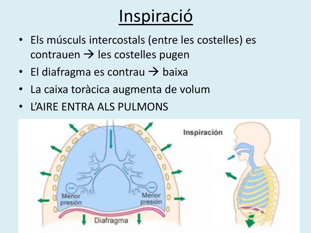 Inspiració Els músculs intercostals (entre les costelles) es contrauen  les costelles pugen. El diafragma es contrau  baixa.