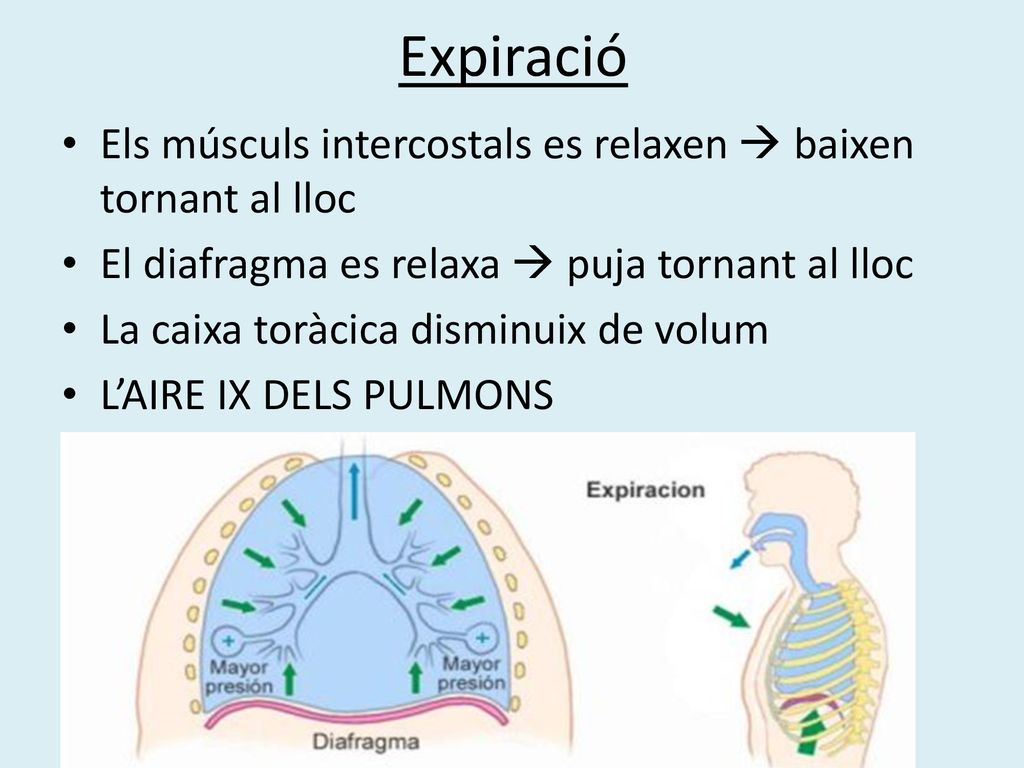 Expiració Els músculs intercostals es relaxen  baixen tornant al lloc