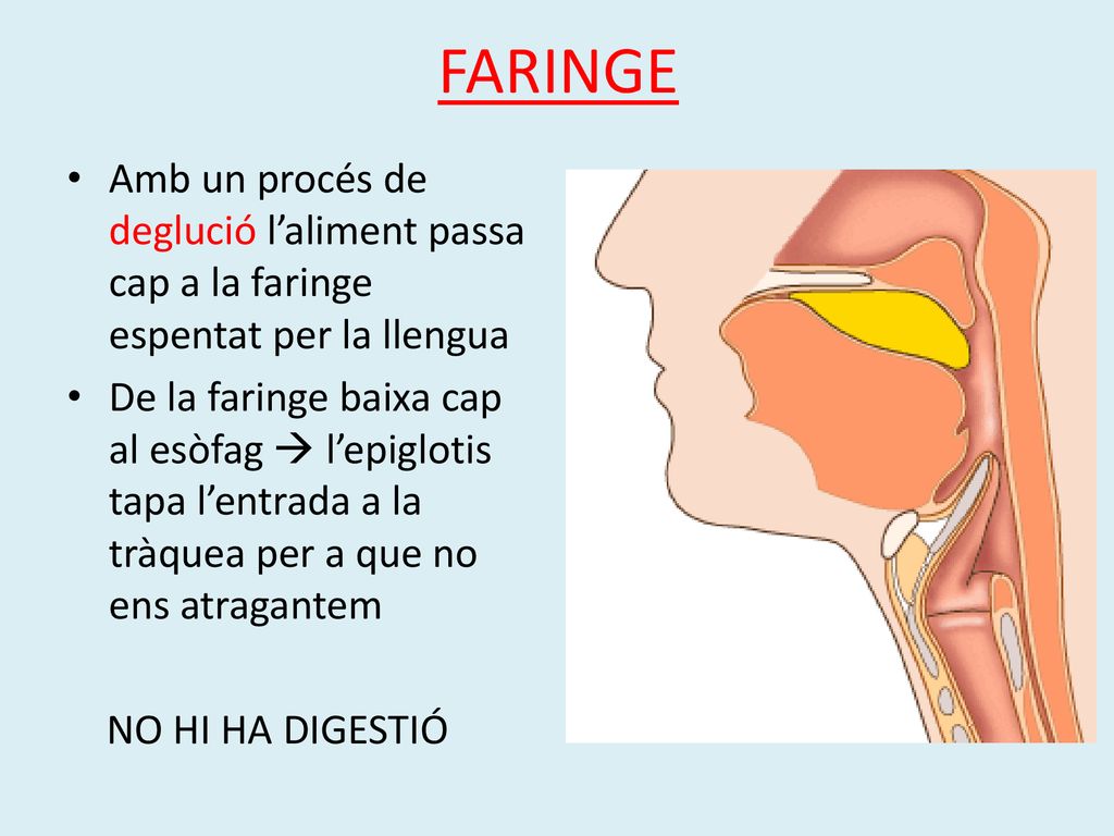 FARINGE Amb un procés de deglució l’aliment passa cap a la faringe espentat per la llengua.