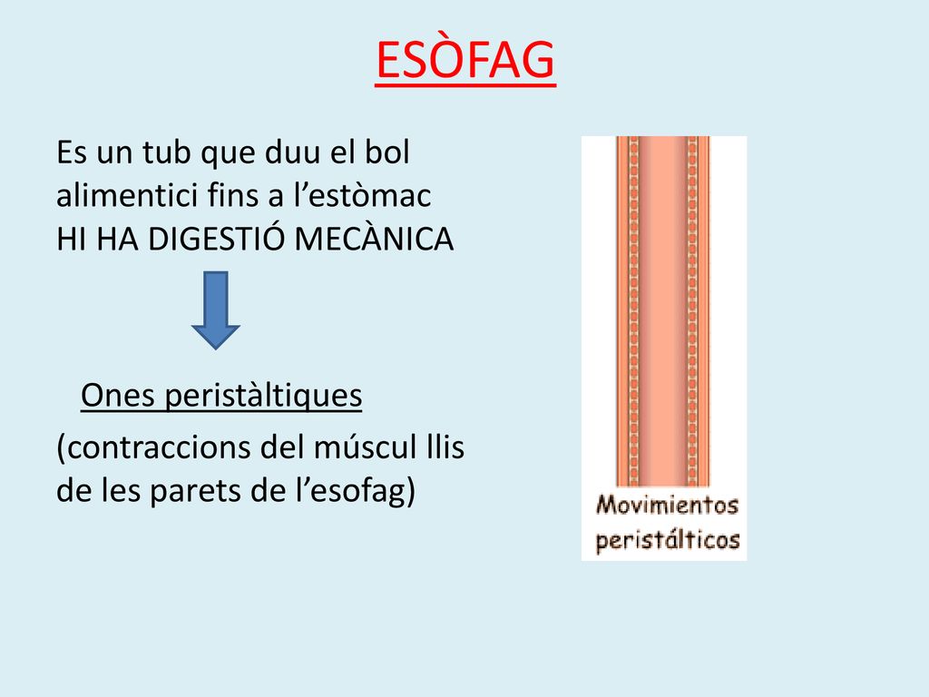 ESÒFAG Es un tub que duu el bol alimentici fins a l’estòmac HI HA DIGESTIÓ MECÀNICA. Ones peristàltiques.