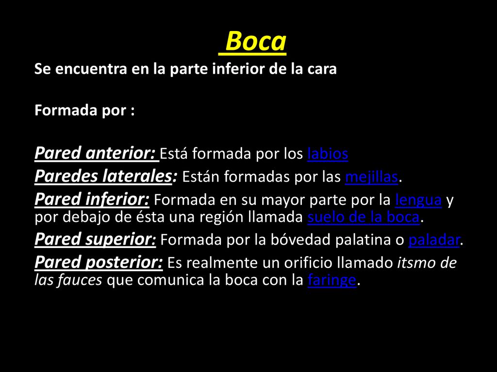Boca Pared anterior: Está formada por los labios
