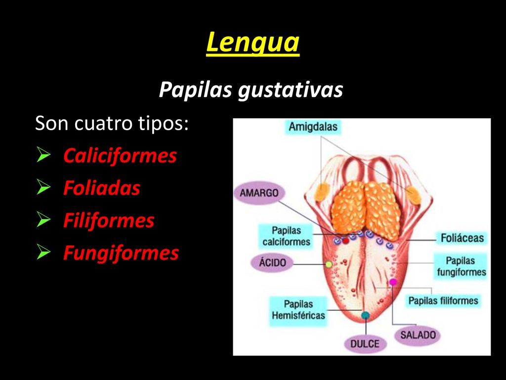 Lengua Papilas gustativas Son cuatro tipos: Caliciformes Foliadas