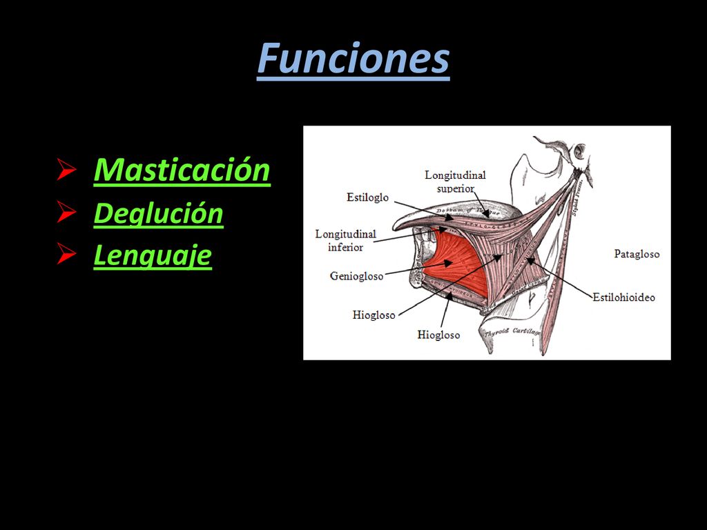 Masticación Deglución Lenguaje