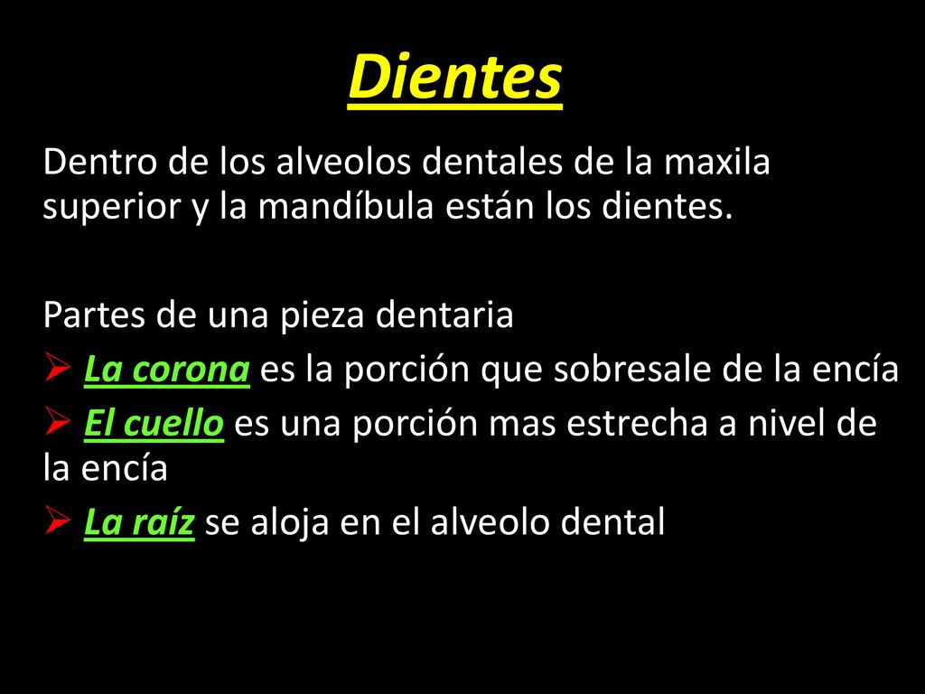 Dientes Dentro de los alveolos dentales de la maxila superior y la mandíbula están los dientes. Partes de una pieza dentaria.