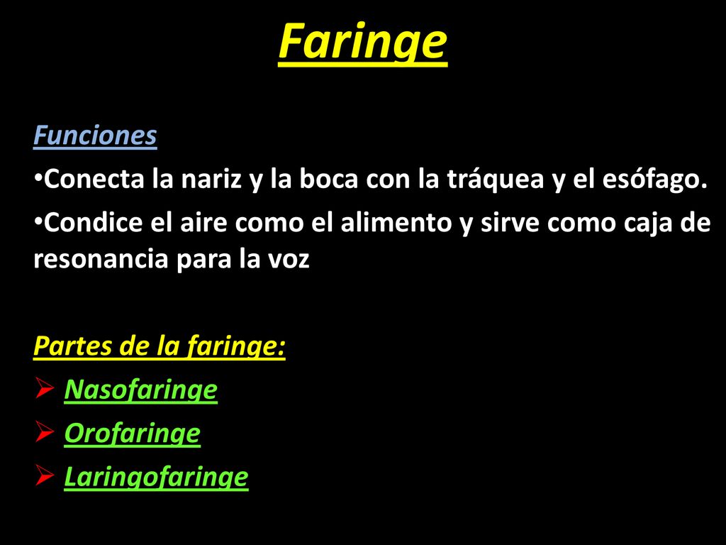 Faringe Funciones. Conecta la nariz y la boca con la tráquea y el esófago.
