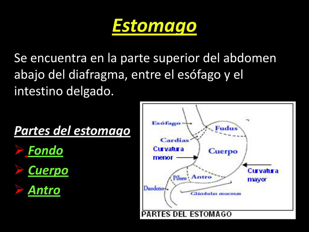 Estomago Se encuentra en la parte superior del abdomen abajo del diafragma, entre el esófago y el intestino delgado.