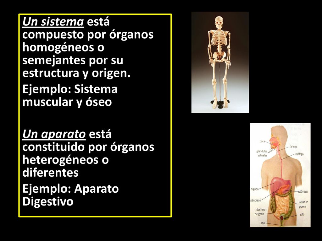 Un sistema está compuesto por órganos homogéneos o semejantes por su estructura y origen.