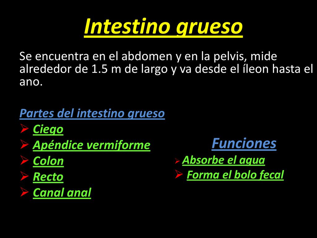 Intestino grueso Funciones